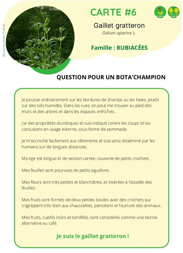 présentation d'une carte à imprimer sur le Gaillet gratteron,  Galium aparine