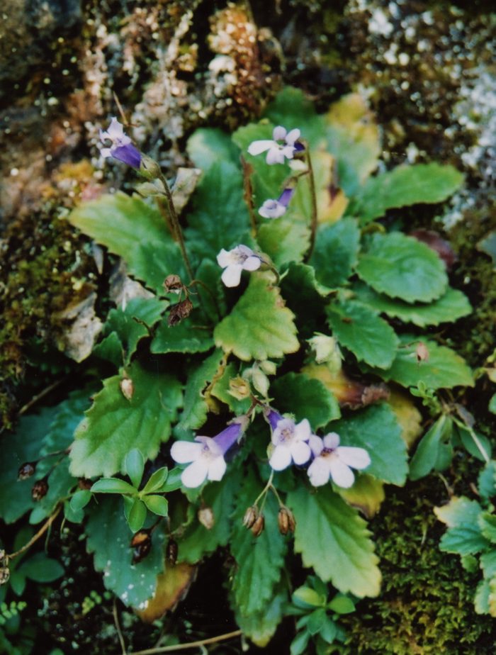 Haberlea rhodopaensis Friv. (Gesneriaceae) Monastère de Bachkovo Bulgarie A img17763 (3)