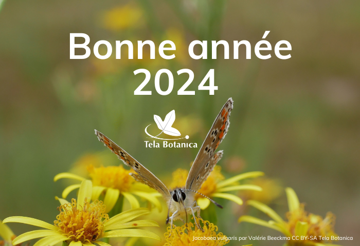 bonne année 2024