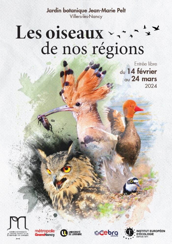 Les oiseaux de nos régions – Tela Botanica