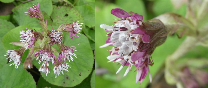 Petasitespyrenaicus