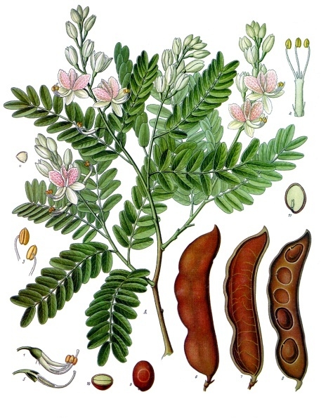 Tamarindus_indica_-_Köhler–s_Medizinal-Pflanzen-134