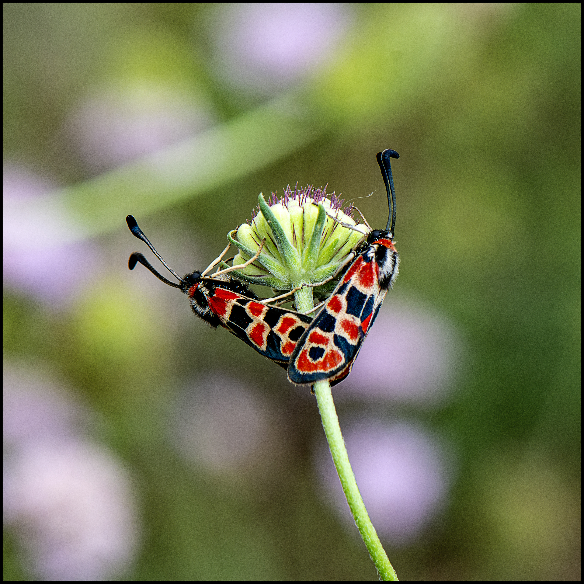 Un monde de plantes : secrets et merveilles botaniques – Tela Botanica