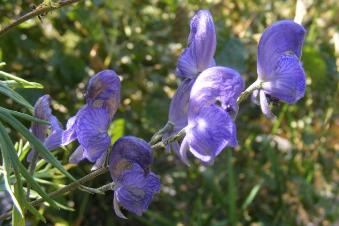 Aconitum napellus L. [1753][Dét. Jean-Claude Calais]