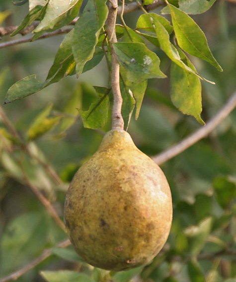 Bael_(Aegle_marmelos)_fruit_at_Narendrapur_W_IMG_4099