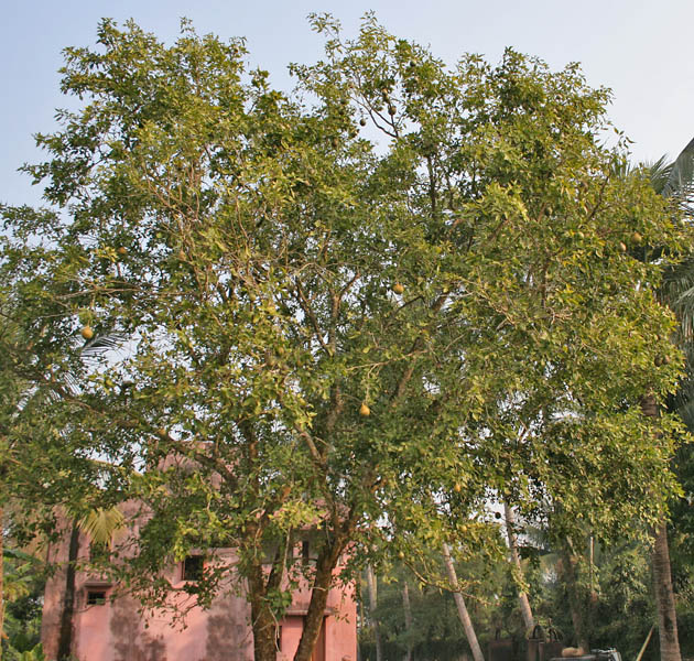 Bael_(Aegle_marmelos)_tree_at_Narendrapur_W_IMG_4116