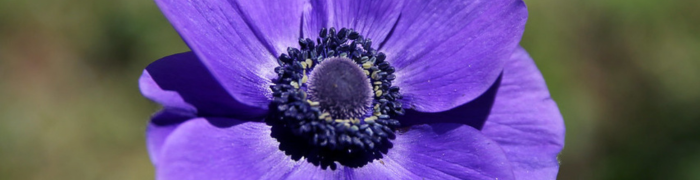 Anémone des fleuristes (<i>Anemone coronaria</i> L.), photo par Isabelle Blanchemain, DP