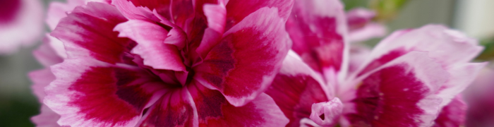 Oeillet mignardise (<i>Dianthus plumarius</i> L.), photo par Bernard Blanc, CC BY-NC-SA 2.0