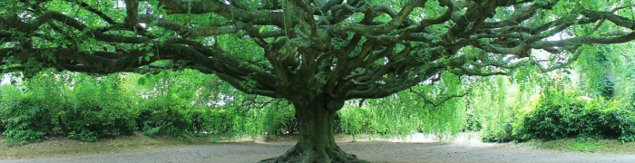 Hêtre pleureur de Bayeux (<i>Fagus sylvatica f. pendula </i>Domin), Wikicommons, CC-BY-SA 3.0