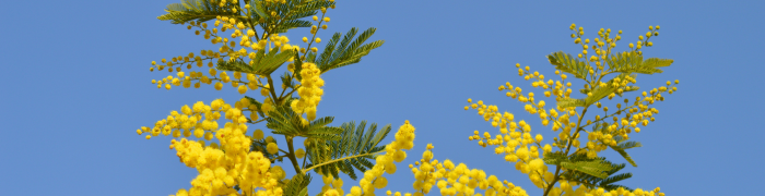 Mimosa d'hiver (<i>Acacia dealbata</i> Link), PxHere, DP