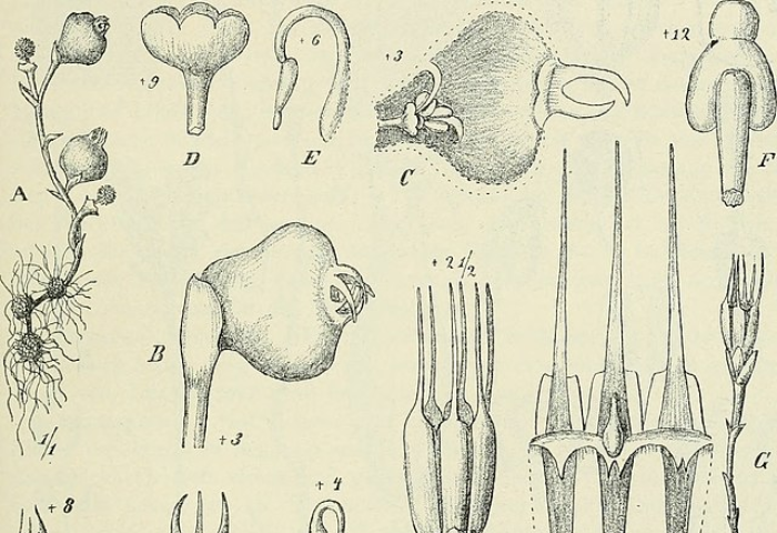 Gravure de Afrothismia pachyantha Schltr., reconnu éteinte depuis 2019, mais l'évaluation de l'UICN reste à être mise à jour, wikicommons, CC-BY 4.0