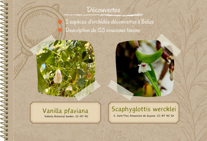 Découverte de Vanilla pfaviana et Scaphyglottis werckle﻿i