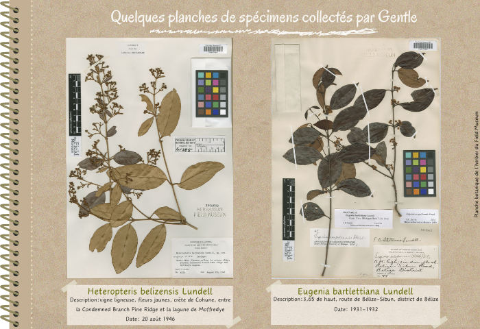 Exemple de spécimens collectés: Heteropteris belizensis Lundell et Eugenia bartlettiana Lundell