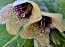 Jusquiame noire (Hyoscyamus niger L.), photo par Jean Paul Saint Marc