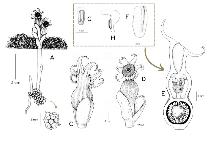 <i>Afrothismia baerae</i>Cheek. : A tige florale, en fleurs ; B grappe de tubercules racinaires, chacun avec une racine terminale ; C fleur avec bractée (vue arrière) ; D fleur, vue de face ; E section longitudinale de la fleur (non médiane) ; F bractée sous-tendant la fleur ; G détail de l'étamine et du connectif ; H vue latérale de la partie libre de l'étamine montrant la structure du filament-connectif élargi au-dessus des cellules des anthères.