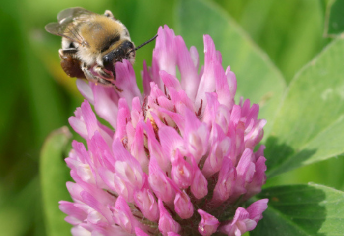 Trifolium pratense par Barbara Mai