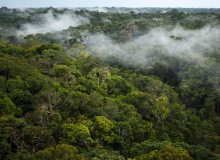 Canopée de la forêt amazonienne, Flickr CC BY-NC-SA 2.0