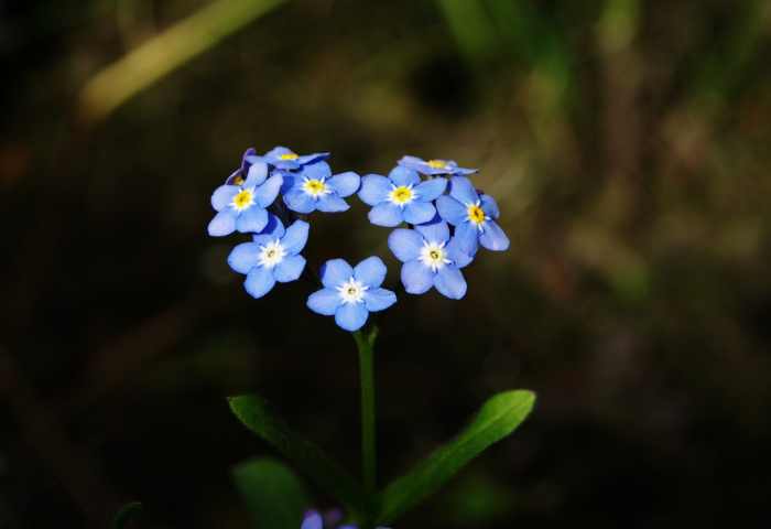 Myosotis (<i>Myosotis sylvatica</i> Hoffm.), Canva, DP