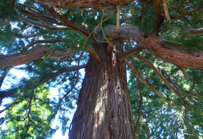 Séquoia géant (<i>Sequoiadendron giganteum</i> (Lindl.) J.Buchholz), flickr, CC BY 2.0