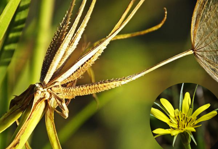 Tragopogon dubius Scop.