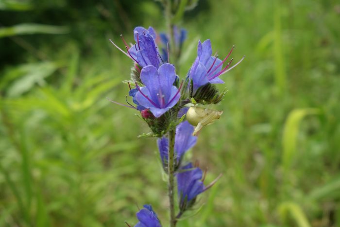 DSC00293_20160615_Parmain_Echium-vulgare