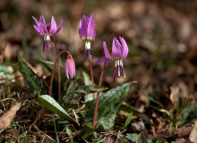 L’Érythrone dent-de-chien (Erythronium dens-canis L.) Plante à en général 2 feuilles toutes basales, vertes maculées de taches sombres. Fleurs solitaires penchées à pétales finalement totalement réfractés vers le haut., photo par Bernard Machetto, CC-BY-SA