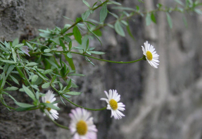 <i>Erigeron karvinskianus</i> DC. sur une muraille, photo par Elven Lanoe, CC-BY-SA 2.0