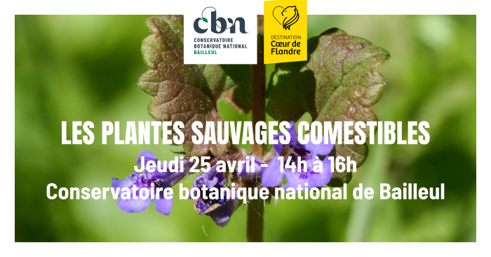 Les plantes sauvages comestibles 25.04.2024