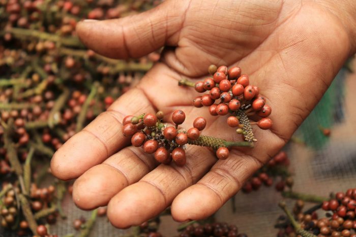 À Madagascar, le voatsiperifery est un poivre sauvage endémique qui suscite les convoitises. Mais son exploitation s'accompagne d'un destruction de son milieu. Jérome Queste/Cirad, Fourni par l'auteur pour The Conversation