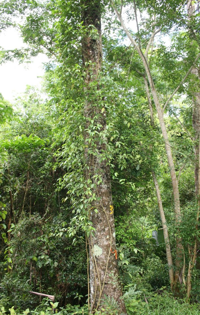 Le tsiperifery est une liane qui pousse haut le long des arbres, rendant la récolte des baies difficile. Harizoly Razafimandimby/FOFIFA, Fourni par l'auteur pour The Conversation