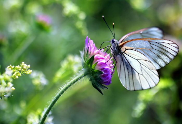 Un papillon blanc sur une fleur violette Les plantes et les insectes ont co-évolué pour émerger à peu près au même moment au printemps