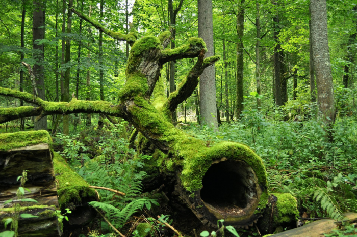 La forêt de Bialowieza, en Pologne, l’une des dernières forêts primaires d’Europe. Wikimedia, CC BY-NC-SA