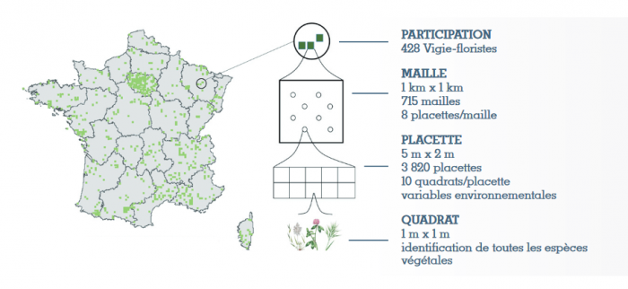 Schématisation du protocole Vigie-flore et carte des mailles échantillonnées entre 2009 et 2022 - Extrait du bilan Vigie-Flore 2023