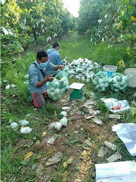 Cueillette de la goyave kimchu dans la province de Kandal (Photographie : AKP)