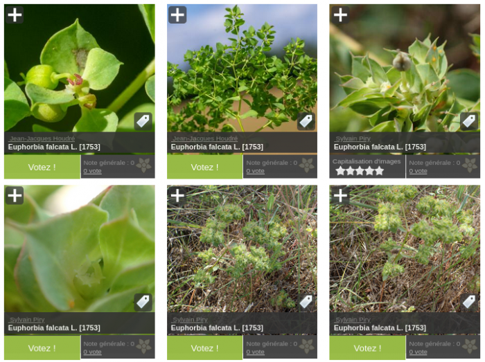 Aperçu de différentes photographies d'Euphorbia falcata L.