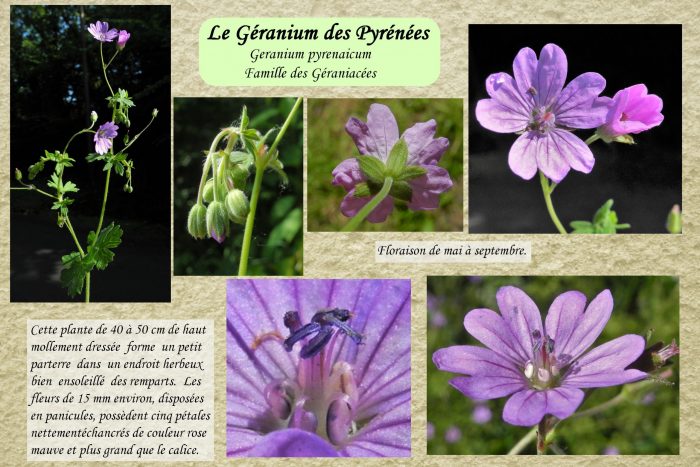 Geranium-des-Pyrenees_1-scaled