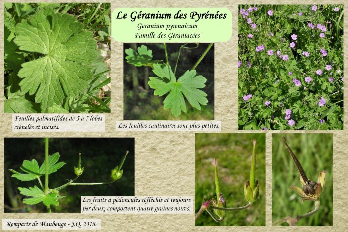 Geranium-des-Pyrenees_2-scaled