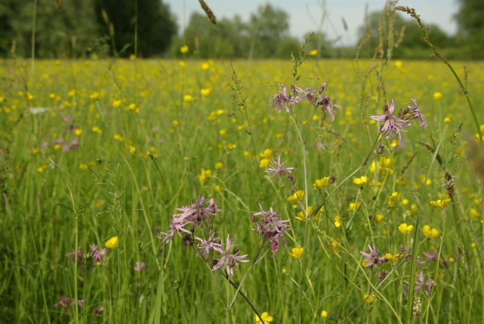 lychnis-fleur de coucou