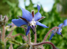 Bourrache (Borrago officinalis L.), fleur comestible, photo par Marion Lelievre