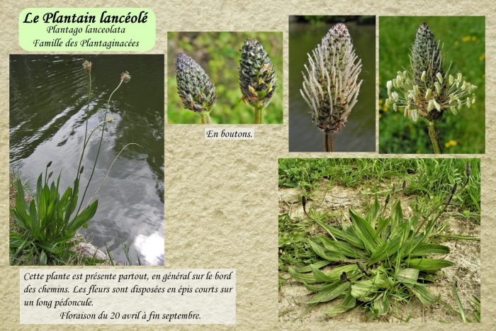 Plantain-lanceole_1-scaled