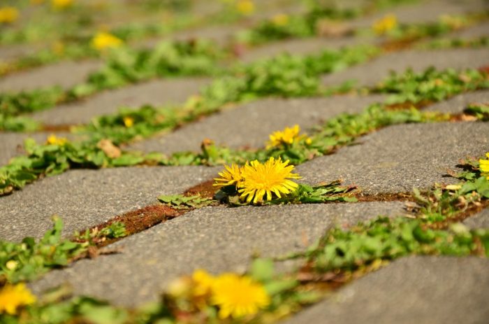 dandelion_patch_crack_assertiveness_away_yellow_paved-1040641(1)