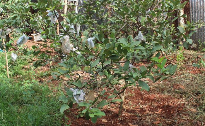 Jeune goyavier dans un verger de Mémot, Cambodge (les fruits sont protégés par de petits sachets en plastique) (Photographie : Pascal Médeville)