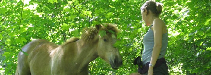 Galop des arbres, saisons des chevaux