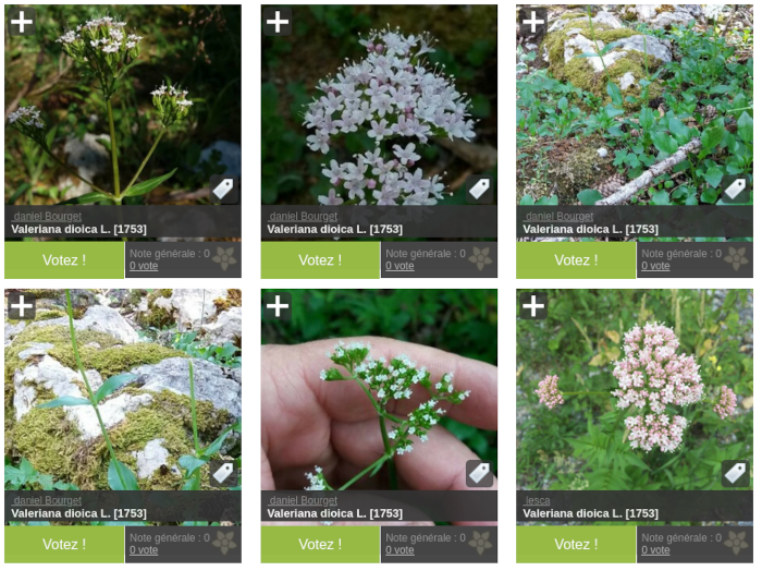 Aperçu de différentes photographies de Valeriana dioica L.