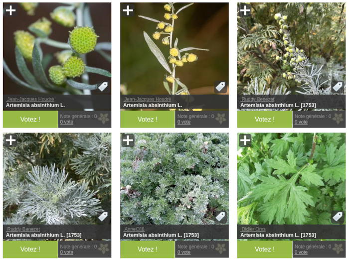 Aperçu de différentes photographies de Artemisia absinthium L.