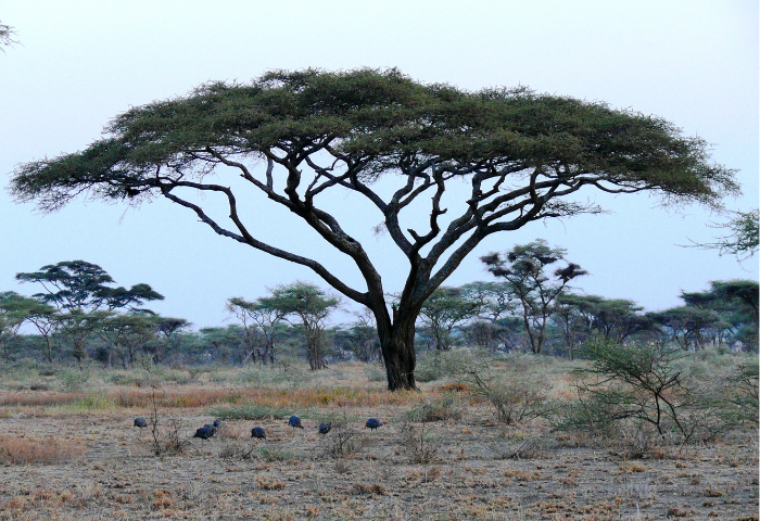 Acacia faux-gommier (Vachellia tortilis (Forssk.) Hayne) qui est l'espèce de l'arbre du Ténéré, Wikimédia commons CC-BY-SA