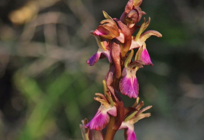 Orchis des collines (<i>Anacamptis collina </i>(Banks & Sol. ex Russell) R.M.Bateman, Pridgeon & M.W.Chas), photo par Marc Chouillou, CC-BY-SA