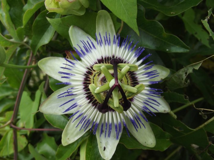 Passiflora caerulea L. par Jean-Claude Echardour CC BY-SA