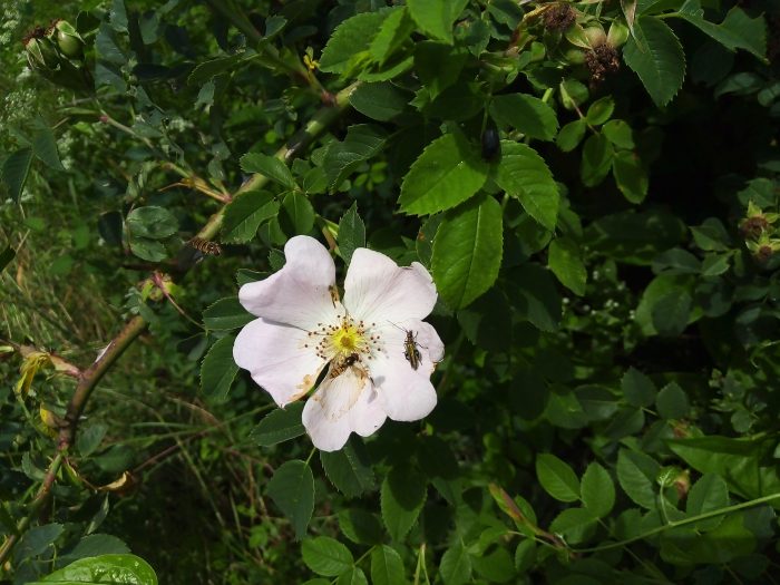 ROSA CANINApt