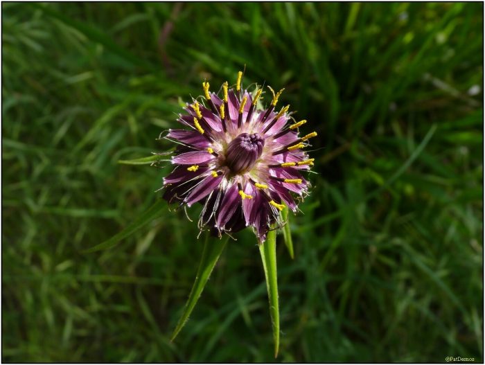 photo Tragopogon porrifolius L. 